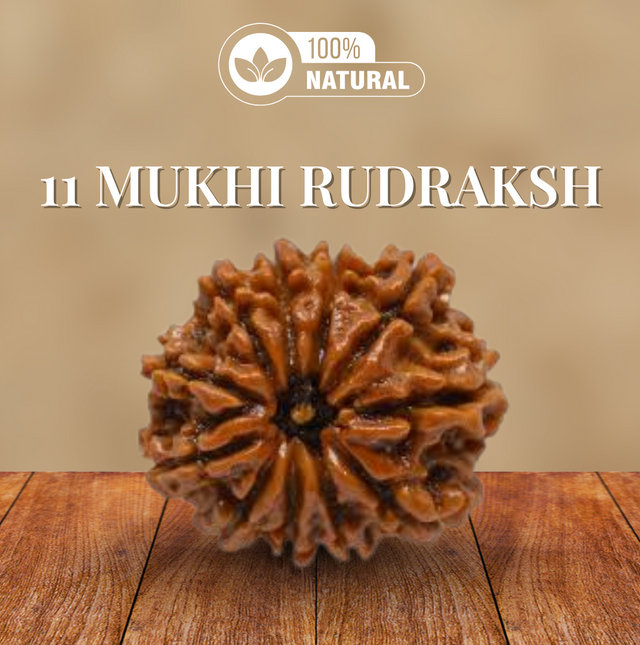 11 Mukhi Rudraksha