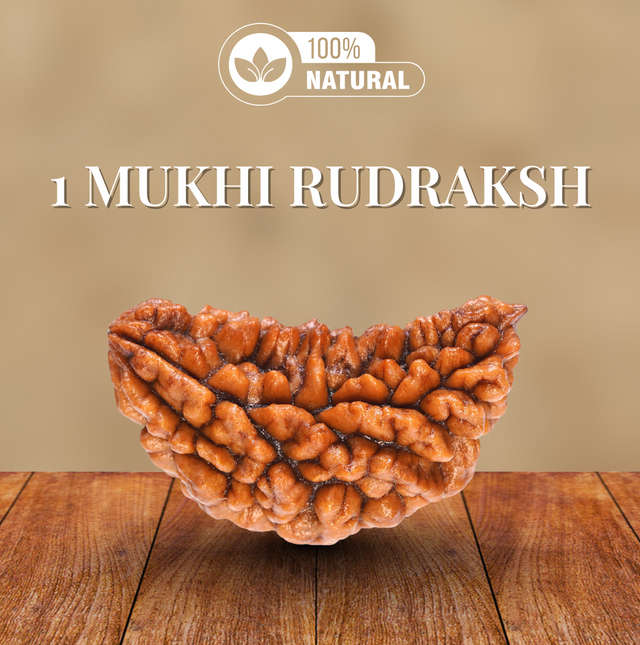 1 Mukhi Rudraksha