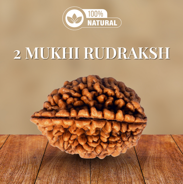 2 Mukhi Rudraksha