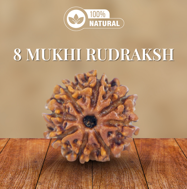 8 Mukhi Rudraksha