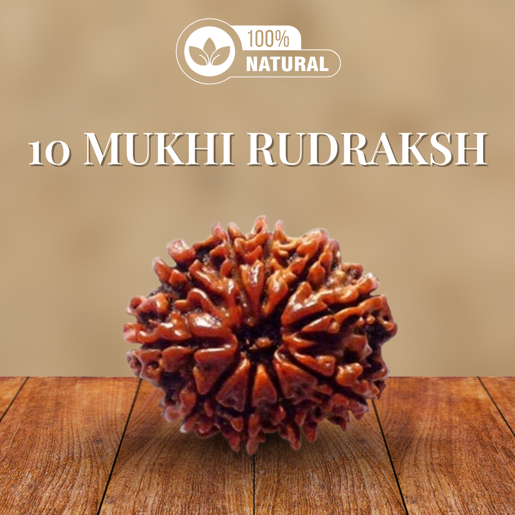 10 Mukhi Rudraksha