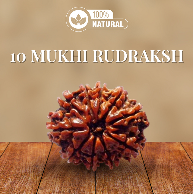 10 Mukhi Rudraksha