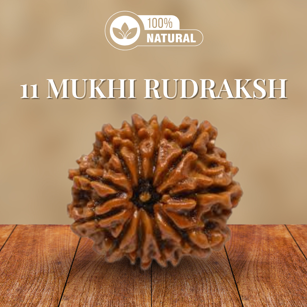 11 Mukhi Rudraksha