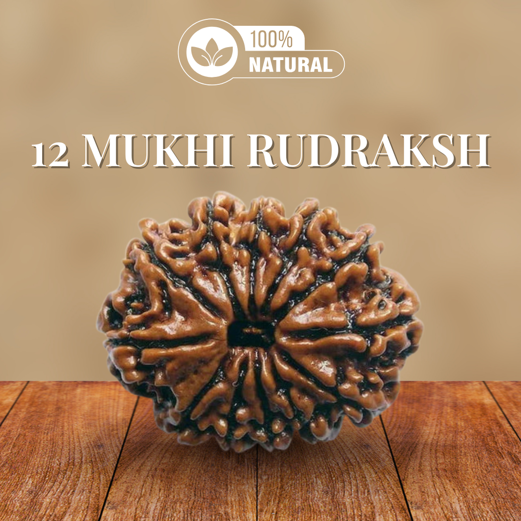 12 Mukhi Rudraksha
