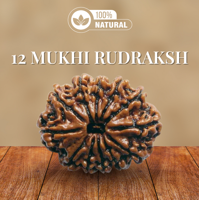 12 Mukhi Rudraksha