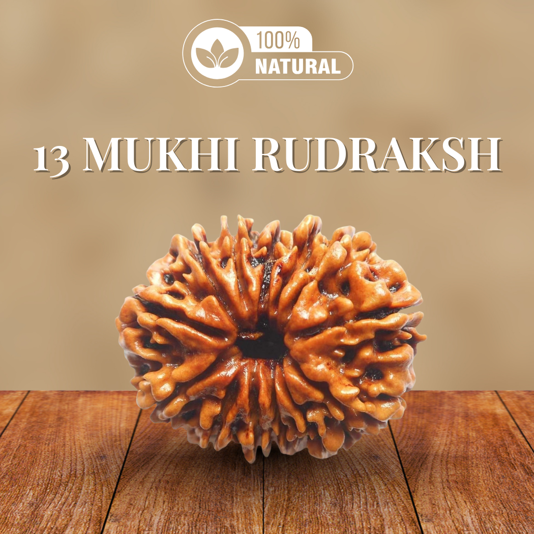 13 Mukhi Rudraksha