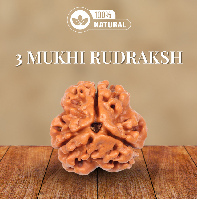 3 Mukhi Rudraksha