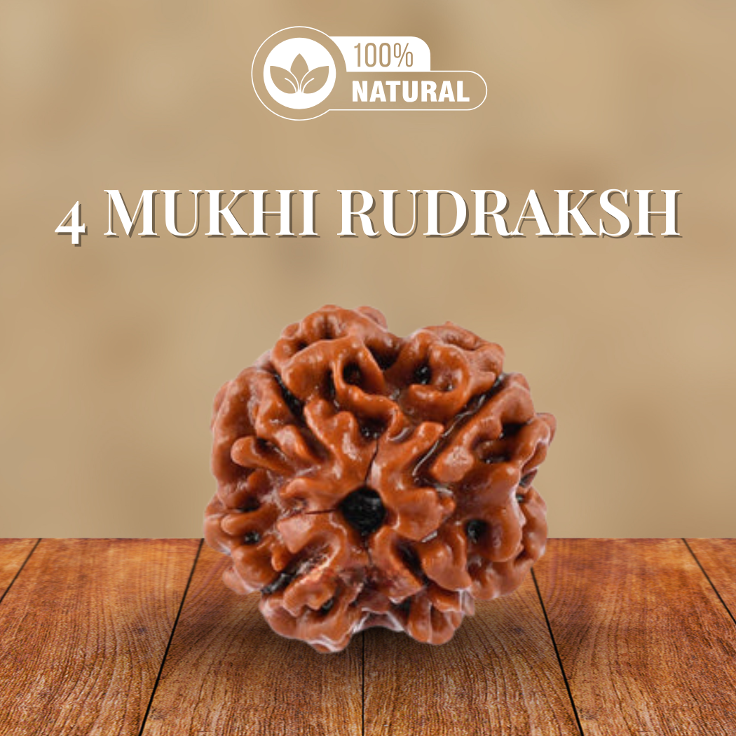 4 Mukhi Rudraksha