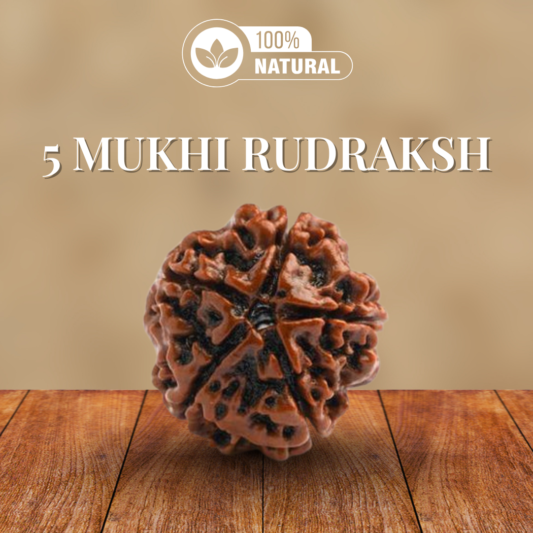 5 Mukhi Rudraksha