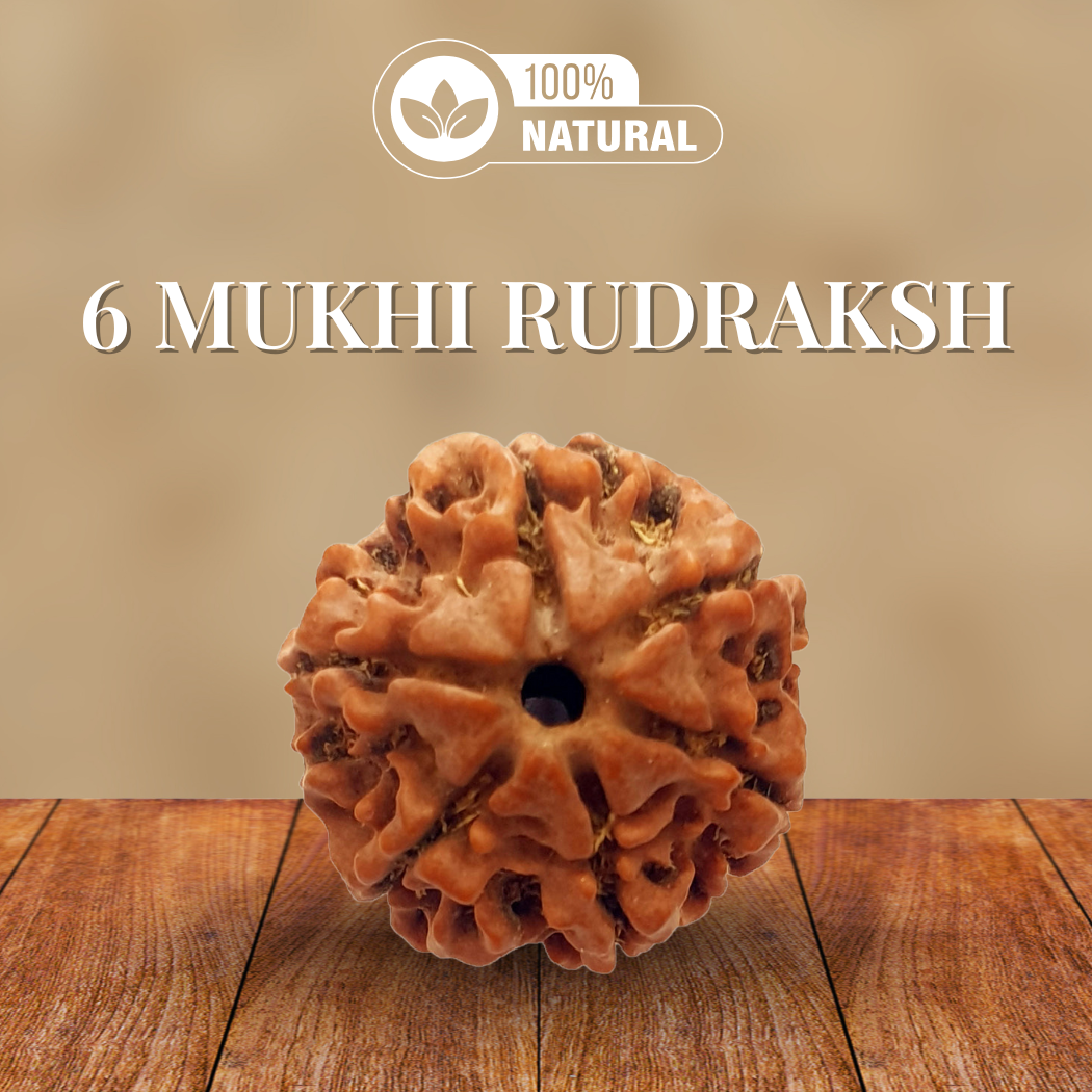 6 Mukhi Rudraksha
