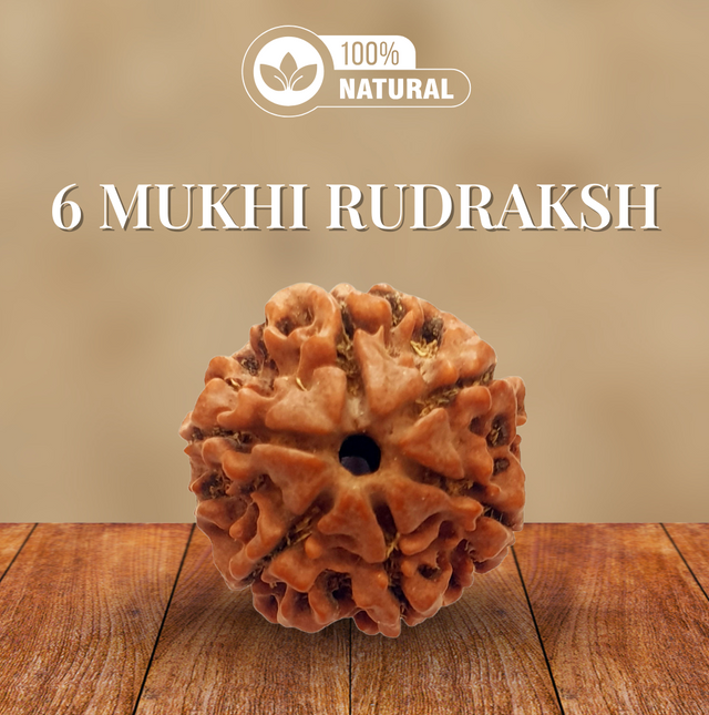 6 Mukhi Rudraksha