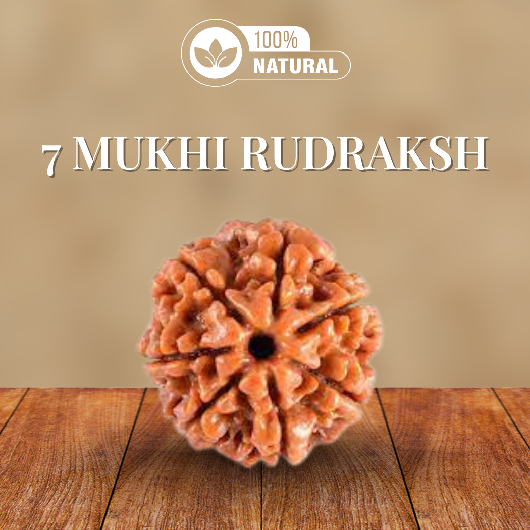 7 Mukhi Rudraksha