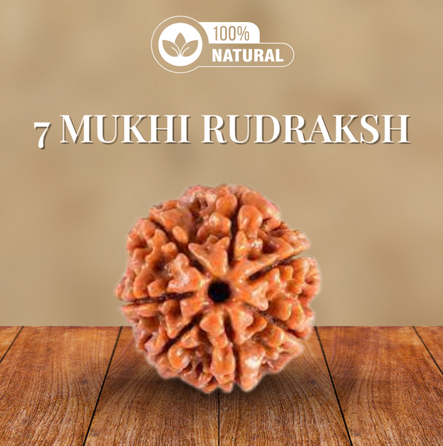7 Mukhi Rudraksha