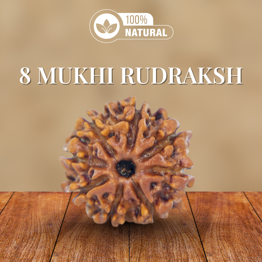8 Mukhi Rudraksha