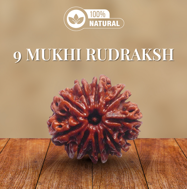 9 Mukhi Rudraksha